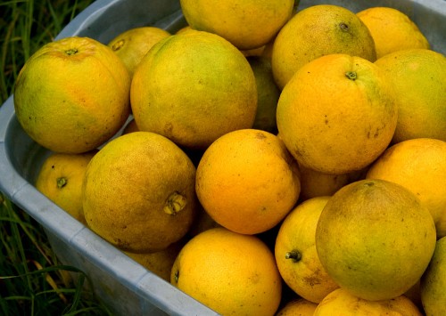 Organic oranges Organic oranges at Suncloud Farm