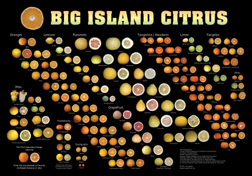 Citrus poster