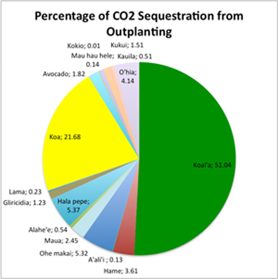 outplanting Percentage of carbon dioxide sequestered by the various species of trees the Cornell program outplanted this spring. Note that one ohia tree sequestered more than 4 percent of the total carbon, and just five koa trees sequestered more than 20 percent of the total carbon. (Graph courtesy of The Kohala Center/Angelo Bardales)