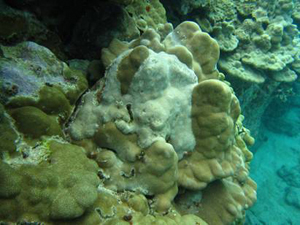 CoralAnomaly Large growth anomaly (lighter colored tissue) Porites lobata (lobe coral) along West Hawaii's coast. (Photo courtesy of Courtney Couch)