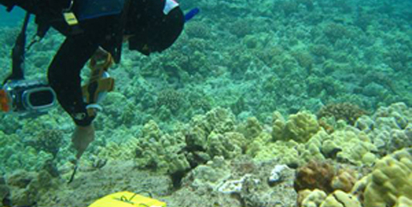 CourtneyCouchTape Courtney Couch prepares to lay down transect tape to measure coral disease at Keei. (Photo courtesy of Petch Manopawitr)