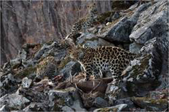 Leopards A rare photo of three critically endangered Amur leopards offers hope for the survival of the world’s rarest cat, WWF said. (Photo courtesy of Valerii Maleev / World Wildlife Fund-Russia)