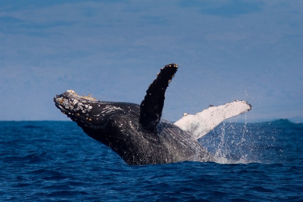 20100110_MD-HumpbackWhaleBreach