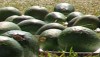 7th annual Hawaii Avocado Festival (April 13) AvocadoBug