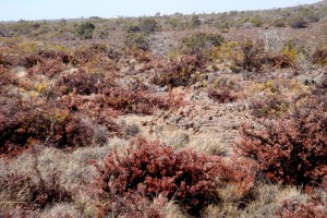 On the slopes of Mauna Loa, drought turns normally hearty pukiawe shrubs to toast.