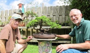 Bonsai JimSkibbyandBobMale6-17-10 600