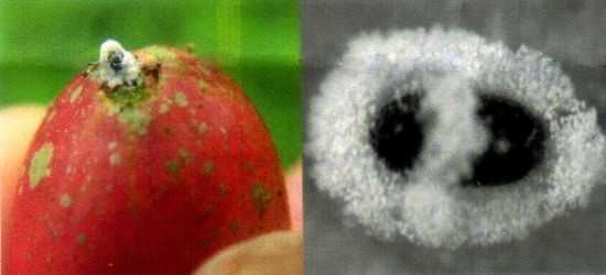 cbb-photo2 Photo 2. Coffee berry borers infected with the fungal entomopathogen Beauveria bassiana. Credits: Left, A. Ramírez, Puerto Rico Department of Agriculture; Right, F. Posada (Vega et al. 2009).