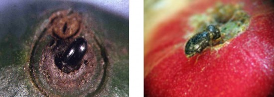 cbb-photo3-cbb-enters-fruit Photo 3. Coffee Berry Borer entering the fruit.