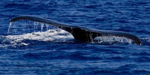 20100221_humpback-whale-tail