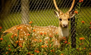 Axis Deer at Panaewa Rainforest Zoo and Gardens An Axis Deer at Panaewa Rainforest Zoo & Gardens. Photography by Baron Sekiya | Hawaii 24/7