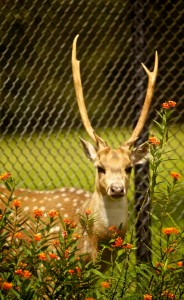 Axis Deer at Panaewa Rainforest Zoo & Gardens Axis Deer at Panaewa Rainforest Zoo & Gardens