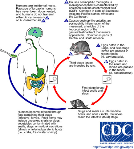 Angiostrong_LifeCycle