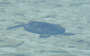 Lefty-Turtle-swimming-away
