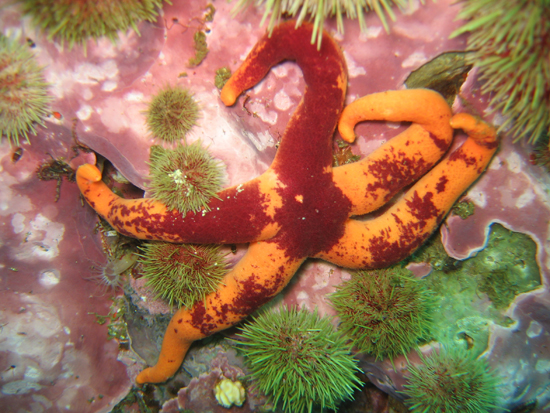 SeaStar