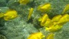 Yellow Tangs. Hawaii 24/7 File Photo