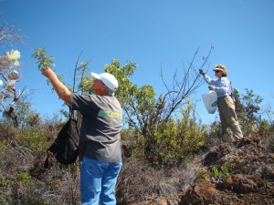 DSC07877 by Carol Johnson The Friends of Hawai‘i Volcanoes National Park seeks volunteers on Saturday, November 19 to help collect and process mamane seed in the park. Mamane (Sophora chrysophylla) are endemic to Hawai‘i’s dry shrubland and dry to moist forests. Photo by Carol Johnson
