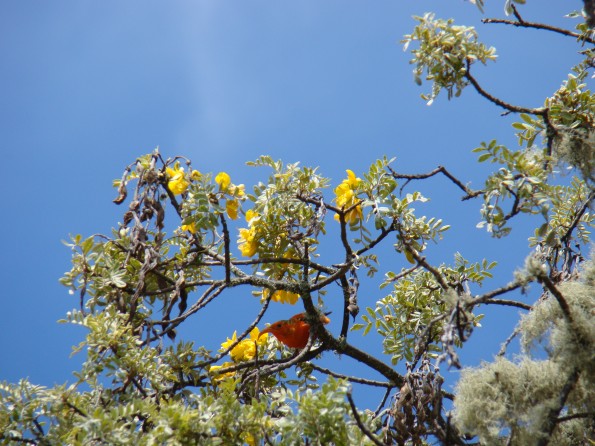 'I'iwi in Mamane 2 by Carol Johnson The ʻi‘iwi (Vestiaria coccinea) is an endemic Hawaiian honeycreeper found nowhere else in the world. With its long, decurved bill, the ‘i‘iwi extracts nectar from native flowering trees like this mamane. Photo by Carol Johnson