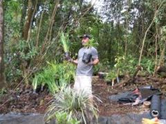 panaewa-mike-donoho Project Coordinator Mike Donoho holds plants ready to go in the ground.