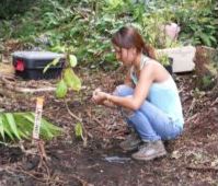 panaewa-student-tags-plants A student volunteer tags plants.