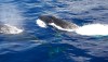 Humpback whales in Hawaii. Photo by Benjamin L. Richards/NOAA