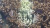 Coral reef affected by Montipora White Syndrome. Note the large swath of white skeleton tissue surrounded by normal (brown) corals. USGS Photo