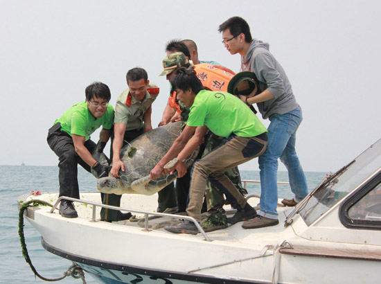 SeaTurtle911Group