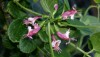 The endemic Hawaiian 