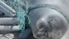 Entangled Monk Seal. Photo courtesy of NOAA