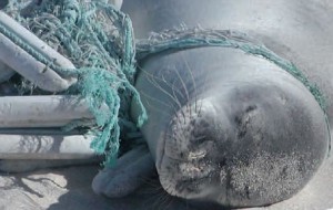 Entangled Monk Seal. Photo courtesy of NOAA
