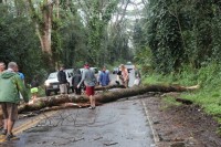 Volunteers push a fallen Albizia tree, Lava Tree State Park, off the roadway Saturday afternoon. Photo special to Hawaii 24/7 by Julie Miller