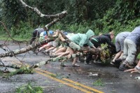 Volunteers push a fallen Albizia tree, Lava Tree State Park, off the roadway Saturday afternoon. Photo special to Hawaii 24/7 by Julie Miller