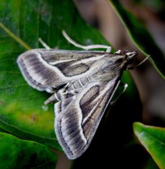 Omiodes continuatalis. (Photo courtesy of W. Haines, UH Manoa, Insect Systematics and Biodiversity Lab)<br /><p class=