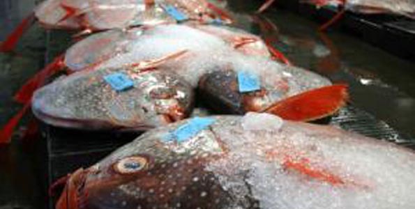Ocean fish acquire more mercury at depth, research ascertains Chemical reactions driven by sunlight destroy up to 80 percent of monomethylmercury in well-lit upper depths