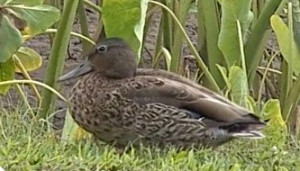 Koloa Maoli (Hawaiian Duck) Photo courtesy of DLNR