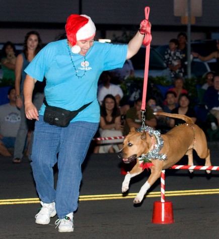 Hilo Christmas Parade The Orchid Isle Dog Agility group performs during the Lehua Jaycees Island Style Christmas parade in Hilo.