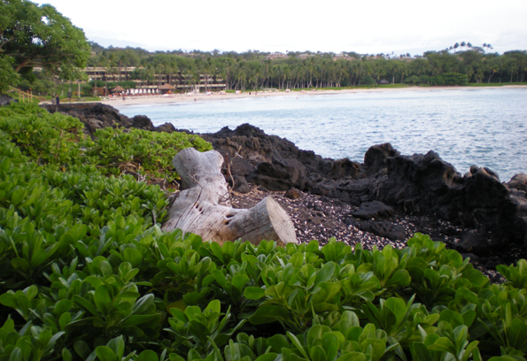 maunakeabeach The raw beauty of the Mauna Kea Hotel hasn't changed, but some of the amenities have been updated. (Hawaii247.com photo by Karin Stanton)