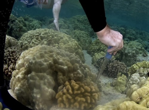 coralspawn