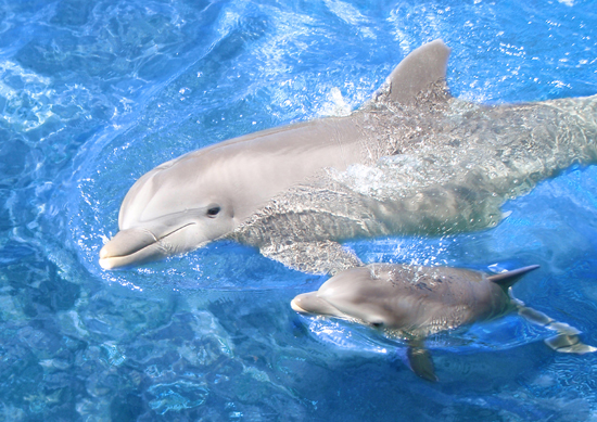 DolphinSealifePark Hiiaka swims with her new calf, Waiohakaupo, at Sea Life Park on Oahu. (Photo courtesy of Sea Life Park)
