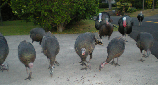 TurkeyLineup Friday morning breakfast buffet. This is when the surviving turkeys give thanks. (Hawaii 24/7 photo by Karin Stanton)
