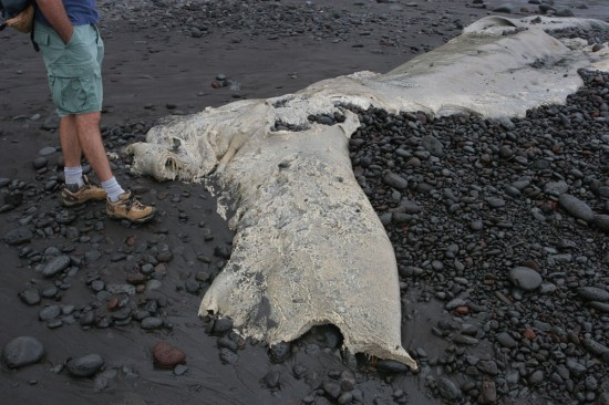 20100305_whale-carcass-close