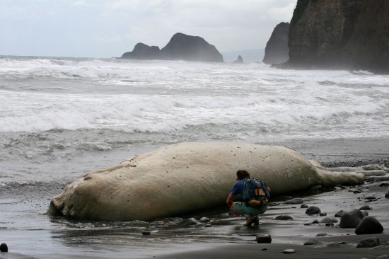 20100305_whale-carcass-medium