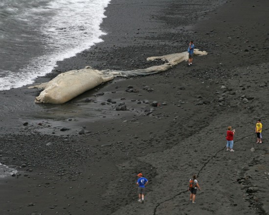 20100305_whale-carcass-wide