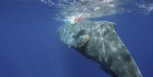 WhaleEntangled-t