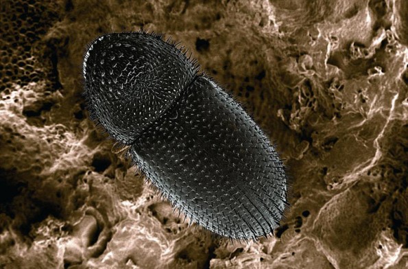 canning electron micrograph of a coffee berry borer. Image by Eric Erbe, USDA Agricultural Research Service, Bugwood.org