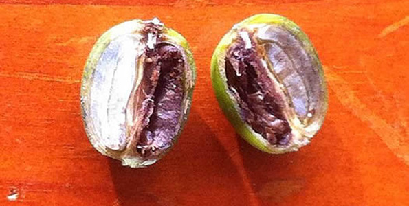 CBBFungus