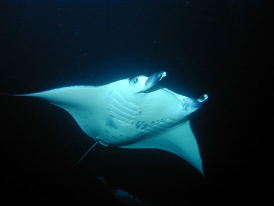 BigBerthaMantaRay