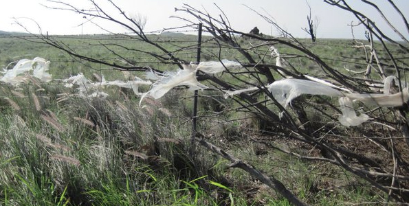 PlasticBagsMamalahoaHighway_t