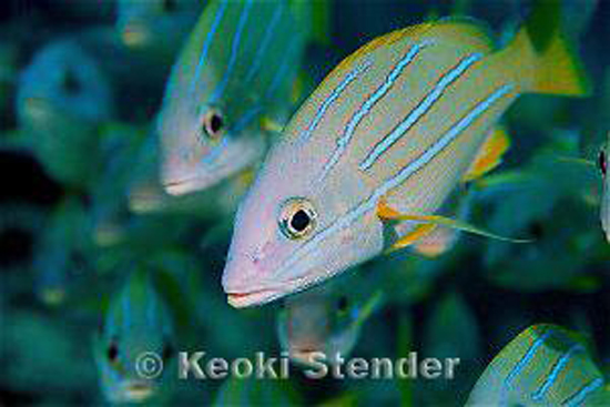 TaapeFish