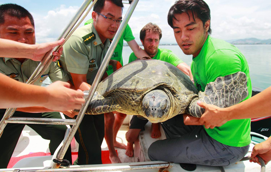 SeaTurtle911InouyeRelease