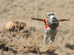 During the sheep round-up at Pohakuloa Training Area one brave volunteer tried to prevent these sheep from escaping to freedom. Photo by Bob McElroy/USAG Pohakuloa Public Affairs